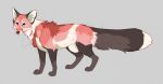  2021 4_toes ambiguous_gender black_body black_fur canid canine digital_media_(artwork) eyebrows eyelashes feet feral fox fur green_eyes grey_background hoot_(disambiguation) mammal paws red_body red_fur simple_background solo toes 