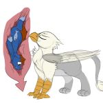  1:1 avian bird_feet blue_body blue_eyes brown_hair cutie_mark der equid equine esophagus eyes_closed fan_character feathered_wings feathers feral feral_pred feral_prey gryphon hair hasbro hi_res hooves internal larger_pred male male_pred male_prey mammal mane my_little_pony mythological_avian mythology neck_bulge nirvash oral_vore paws pegasus quadruped seaward_skies size_difference solo swiftsketchpone vore wings 