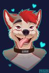  2:3 absurd_res ahegao canid canine canis collar domestic_dog fur grey_body grey_fur hair headshot_portrait hi_res husky looking_pleasured male mammal nordic_sled_dog polosatik portrait red_body red_eyes red_fur red_hair solo spitz teeth tongue tongue_out white_body white_fur 