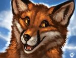  2021 black_nose brown_body brown_fur canid canine day detailed_background digital_media_(artwork) duo flashw fox fur mammal open_mouth orange_eyes outside sky smile teeth tongue whiskers white_body white_fur 