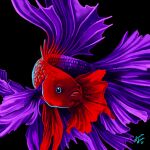  1:1 absurd_res betta_(genus) black_background blue_eyes charlatan-of-doom feral fish gourami hi_res marine purple_body purple_scales red_body red_scales scales siamese_fighting_fish simple_background solo 