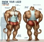  2020 4_toes 5_fingers anthro back_muscles biceps big_bulge big_butt big_muscles biped bottomwear bulge butt chart clothed clothing digital_media_(artwork) english_text feet felid fingers front_view fully_clothed fur height_chart hi_res hybrid liger lion mainlion male mammal model_sheet muscular muscular_anthro muscular_male muscular_thighs pantherine pawpads paws pecs pose purrcules_(character) quads rear_view shirt shorts solo standing striped_body striped_fur stripes tall tan_body tan_fur tank_top text thick_thighs tight_clothing toes topwear 