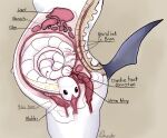  2021 absol ambiguous_gender anatomy anatomy_reference anthro belly big_belly black_eyes black_tail bladder bone coiled_up creature_inside cross_section curled_up diagram english_text fake_pregnancy fallout:_pca female feral flat_colors foulmonster guts hi_res host internal interspecies interspecies_pregnancy intestine_displacement intestines label liver nerves nintendo organs parasite pelvis pok&eacute;mon pok&eacute;mon_(species) pregnant profile_view side_view signature simple_background spinal_cord spine standing stomach_(organ) story story_in_description text tynamo urethra video_games vore 