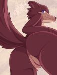  3:4 anthro anus beastars blue_eyes brown_body brown_fur butt canid canine canis ears_down fanarts female flirting flirting_with_viewer fur genitals giamilky hi_res juno_(beastars) mammal pinup pivoted_ears pose pussy raised_tail rear_view solo teasing view_from_below wolf 