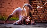  3d_(artwork) anthro ass_up ball baseball_(ball) borzoi canid canine canis chinese_crested_dog claws digital_media_(artwork) domestic_dog duo ellie_(cookie) female fluffy fur hair hairless hairless_dog hi_res holding_object hunting_dog jack-o&#039;_pose jinjing-yu mammal multi_nipple nipple_piercing nipple_ring nipples nude open_mouth outside piercing pose sighthound smile solo_focus tchaikovsky2 tennis_ball toe_claws tongue tongue_out toy_dog 