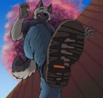  anthro canid canine canis clothing domestic_dog footwear hi_res macro male mammal shoes solo squish steps stomping treads yolo_45 