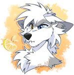  2021 black_nose canid canine citrinelle digital_media_(artwork) fur headshot_portrait heterochromia mammal portrait white_body white_fur 