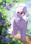  absurd_res accessory ashley-arctic-fox bat_pony chest_tuft equid fan_character fangs female feral flower flower_in_hair garden hair hair_accessory hasbro hi_res looking_aside mammal my_little_pony pathway plant red_eyes rose_(flower) shrub solo tuft walking white_hair white_tail 