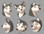  2021 anthro artist_name black_body black_fur black_nose blue_eyes canid canine canis cheek_tuft digital_media_(artwork) domestic_dog facial_tuft female fur grey_background hana_(jishinu) husky inner_ear_fluff jishinu looking_at_viewer mammal multicolored_body multicolored_fur nordic_sled_dog open_mouth open_smile simple_background smile spitz teeth text tongue tuft two_tone_body two_tone_fur url white_body white_fur 