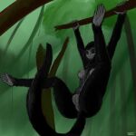  1:1 anthro antira anus atelid breasts female genitals hanging_from_branch haplorhine hi_res mammal monkey new_world_monkey primate pussy solo spider_monkey 