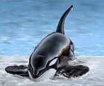  black_and_white_body cetacean delphinoid feral fin flukes glistening glistening_body kayla_orca male mammal marine oceanic_dolphin orca platform ring solo swimming_pool toothed_whale water wet 