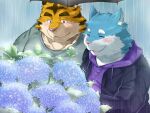  2018 4:3 anthro blue_body blue_fur blush canid canine canis clothing domestic_dog duo eyes_closed felid flower fur hoodie kemono male male/male mammal nikiciy outside overweight overweight_male pantherine pink_nose plant raining shirt tiger topwear tree umbrella white_body white_fur yellow_body yellow_fur 