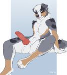  2021 4_toes anatomically_correct anatomically_correct_genitalia anatomically_correct_penis animal_genitalia animal_penis anthro artist_name athletic athletic_anthro athletic_male australian_shepherd balls bedroom_eyes biped black_nose blep blue_eyes blue_pupils canid canine canine_penis canis cheek_tuft claws denali_(yukon_silvermoon) digital_media_(artwork) digitigrade domestic_dog elbow_tufts erection eyebrows facial_tuft feet fingers fur genitals grey_body grey_fur hair herding_dog heterochromia hi_res kittbites knot looking_at_viewer male mammal multicolored_body multicolored_fur narrowed_eyes navel neck_tuft nude pastoral_dog pawpads paws penis pink_pawpads pupils seductive sheath sheepdog shoulder_tuft simple_background smile smiling_at_viewer smirk solo tan_body tan_fur text toe_claws toes tongue tongue_out tuft url white_balls white_body white_fur white_hair yellow_eyes yellow_pupils 