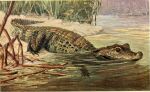  1911 20th_century ambiguous_gender ancient_furry_art brown_body brown_scales crocodilian detailed_background feral hi_res no_sclera nude outside partially_submerged plant quadruped reptile scales scalie signature solo species_request traditional_media_(artwork) walter_heubach water 