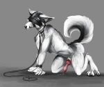  absurd_res anatomically_correct anatomically_correct_genitalia anatomically_correct_penis animal_genitalia anthro bdsm bdsm_gear black_nails black_nose blindfold bodily_fluids canid canine claws collar colored_nails ears_down fox fur fur_markings genital_fluids genitals happy_barker(character) hi_res knot leash male mammal marble_fox markings nails penis pink_penis pivoted_ears precum raised_tail red_fox sheath solo solo_focus submissive submissive_male venlightchaser 