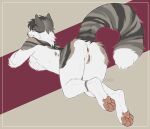  anthro anus bent_over big_clitoris clitoris doubt_(kittbites) felid female fluffy fluffy_chest genitals hi_res kittbites kneeling looking_at_viewer looking_back mammal notched_ear pawpads paws presenting presenting_anus presenting_pussy pussy rear_view solo stripes 