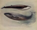  20th_century 5:4 ambiguous_gender ancient_furry_art archibald_thorburn baleen_whale blue_whale cetacean duo english_text feral fin_whale grey_body mammal marine nude public_domain side_view species_name text water white_body 