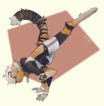  anthro bottomwear clothing crop_top felid feline fiuefey hair hi_res hoodie looking_down male mammal midriff multicolored_body navel on_hands pawpads shirt shorts simple_background solo sweatband topwear upside_down white_clothing white_hair yoga 