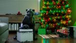  16:9 3d_(artwork) ambiguous_gender black_goo black_latex caz_(character) christmas christmas_lights christmas_tree digital_media_(artwork) felid feral gift goo_(disambiguation) hi_res holidays latex liquid_latex mammal pantherine plant rubbercat smile solo tree widescreen zack3d 