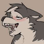  1:1 2021 ahegao anthro black_body black_fur blush blush_lines bodily_fluids border_collie canid canine canis collie cum cum_in_mouth cum_inside digital_drawing_(artwork) digital_media_(artwork) domestic_dog ears_back fur genital_fluids grayish hair head_tuft herding_dog highlights_(coloring) looking_pleasured looking_up male mammal nude open_mouth pastoral_dog pivoted_ears sheepdog simple_background smile solo teeth tongue tuft white_body white_fur 