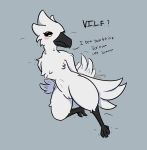 anthro avian bird blush breastless brick_(artist) english_text feathers female genitals hi_res krakotl_(the_nature_of_predators) pussy solo talking_to_viewer text the_nature_of_predators white_body white_feathers winged_arms wings