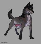  canid canine canis collar domestic_dog feral genitals hi_res kutsiihvost male mammal penis presenting solo wolf 
