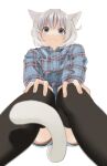  1girl :3 animal_ear_fluff animal_ears bangs between_legs black_legwear blue_eyes blue_shirt blue_shorts blush cat_ears cat_girl cat_tail closed_mouth collared_shirt dress_shirt eyebrows_behind_hair feet_out_of_frame grey_hair hands_on_own_knees looking_at_viewer mattaku_mousuke original plaid plaid_shirt shirt short_shorts shorts simple_background solo tail tail_between_legs thighhighs twitter_username watermark white_background 