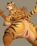  2022 anthro anus aoino_broome big_breasts bodily_fluids breasts fangs felid female genital_fluids genitals hi_res huge_breasts mammal open_mouth pantherine pussy pussy_juice simple_background solo stripes tiger 