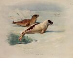  1920 20th_century 5:4 ambient_bird ambiguous_gender ancient_art archibald_thorburn avian beady_eyes bird black_body black_fur brown_body brown_fur detailed_background duo english_text feral fur harp_seal hi_res ice mammal marine multicolored_body multicolored_fur nude outside pinniped public_domain ringed_seal seal signature spots spotted_body spotted_fur text two_tone_body two_tone_fur water whiskers white_body white_fur 