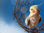  animal_focus bird blue_sky branch cockatiel highres looking_to_the_side parrot realistic shiropooo sky twig 