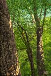  blue_sky dappled_sunlight day forest nature no_humans original outdoors scenery signature sky sunlight suupii tree 