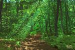  dappled_sunlight day forest landscape nature no_humans original outdoors path scenery signature sunlight suupii tree 