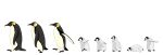 animal animal_focus bird commentary_request highres illustrator lying midori_(user_rfup2354) no_humans on_stomach original penguin simple_background standing walking white_background 
