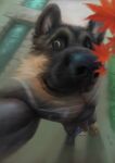  anthro canid canine close-up cute_expression feet hi_res humanoid_feet humanoid_genitalia male mammal solo yinhu885 