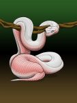  animal_genitalia blue_eyes cloaca duo e-ward female female/female genitals hi_res human humanoid mammal pink_body pink_scales pregnant pregnant_female pupils reptile scales scalie slit_pupils snake white_body white_scales 