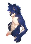  anthro balls blue_body blue_eyes blue_fur blue_hair canid canine canis countershading fur genitals hair half-erect hi_res high-angle_view humanoid_genitalia humanoid_penis leno_woof male mammal navel nude pawpads penis simple_background solo standing white_background white_body white_countershading wolf 