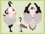  2021 anatid anseriform anserinae anthro avian beak big_breasts bird black_body black_feathers breasts brown_body brown_feathers canada_goose eliotak feathers female goose grey_body grey_feathers hi_res legs_up looking_at_viewer mature_female multicolored_body multicolored_feathers nipples simple_background thick_thighs 