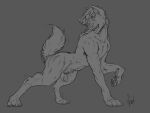  4:3 animal_genitalia canid canine canis claws crouching digitigrade fangs feral fur fur_growth genitals growth happy looking_back male mammal monochrome pawpads paws red_rocket semi-anthro sheath smile solo sparks_99 tail_growth transformation willing_transformation wolf 