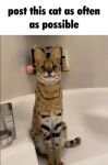 bathroom bathtub chilling corner domestic_cat feet felid feline felis feral fur image_macro male mammal meme photography_(artwork) real serval sitting smile sogga solo text unknown_artist 