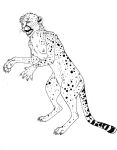  anthro arania cheetah claws digitigrade felid feline female feral gender_transformation human_to_feral loss_of_dexterity mammal monochrome mtf_transformation multi_nipple nipples pawpads paws semi-anthro solo species_transformation spots transformation 