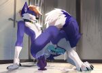  2022 4_toes 5_fingers anal anal_penetration anthro anus balls canid canine collar detailed_background digital_media_(artwork) dildo drmax feet fingers fox fur genitals hi_res knot male mammal penetration penis purple_body purple_fur sex_toy solo toes white_body white_fur 