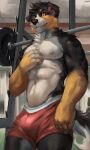  2022 anthro bernese_mountain_dog bottomwear bulge canid canine canis chest_tuft clothed clothing domestic_dog fur gym hi_res inside juiceps looking_at_viewer male mammal molosser mountain_dog multicolored_body multicolored_fur muscular muscular_anthro nipples shorts solo standing swiss_mountain_dog tarnb topless topless_anthro topless_male tuft weights 