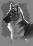  bust_portrait canid canine dhole feral hi_res male mammal noxy_(disambiguation) portrait solo 
