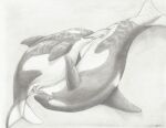  2018 69_position anatomically_correct anatomically_correct_genitalia anatomically_correct_penis animal_genitalia animal_penis beuwens-folder black_and_white black_body cetacean cetacean_penis cetacean_pussy delphinoid dorsal_fin duo female feral fin genitals licking male male/female mammal marine monochrome oceanic_dolphin oral orca pectoral_fin penetration_lick penile penis penis_lick pussy sea sex simple_background smile tapering_penis tongue tongue_out toothed_whale traditional_media_(artwork) water white_body 