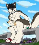  2018 absurd_res anthro bartucthebloody blue_eyes bottomwear bridle canid canine canis clothing cloud collar domestic_dog fur furaffinity hi_res highway husky looking_at_viewer macro male mammal masturbation micro nordic_sled_dog nude patreon red_bottomwear red_clothing sky solo_focus spitz text tongue tongue_out underwear url vehicle 