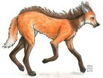  ambiguous_gender black_claws black_nose black_pawpads brown_body brown_fur brown_mane butt_tuft canid canine cheek_tuft chest_tuft claws dipstick_tail facial_tuft feral fur green_eyes inner_ear_fluff leg_markings mammal mane maned_wolf markings orange_body orange_ears orange_fur orange_tail pawpads quadruped side_view simple_background skyelegs socks_(marking) solo tail_markings traditional_media_(artwork) tuft white_background white_body white_fur white_inner_ear white_inner_ear_fluff white_tail 