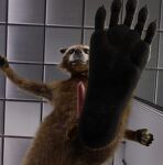  anthro balls brown_body brown_eyes brown_fur feet first_person_view foot_focus fur genitals guardians_of_the_galaxy hi_res looking_at_viewer male mammal marvel paws penis procyonid raccoon rocket_raccoon smile solo stepping tawzy 