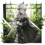  1girl :d absurdres animal_ear_fluff animal_ears arknights bangs black_dress blue_eyes border breasts cleavage collarbone dress eminya_27 eyebrows_behind_hair flower frilled_dress frills hair_flower hair_ornament hairband highres holding holding_flower horse_ears long_hair long_sleeves looking_at_viewer official_alternate_costume open_mouth outside_border rose silver_hair small_breasts smile solo striped striped_hairband tuye_(arknights) tuye_(cultivate_vegetation)_(arknights) white_border white_flower white_rose window 
