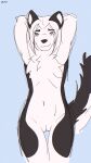  andromorph anthro aresanchor black_body black_ears black_fur canid canine canis chest_tuft coda_(codatrashhusky) domestic_dog fur grey_eyes hair hand_behind_head hi_res husky intersex looking_at_viewer mammal multicolored_body nonbinary_(lore) nordic_sled_dog solo spitz tuft two_tone_body white_body white_fur white_hair 