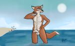  andromorph anthro beach canid canine commercial foreskin fox fur garo_(artist) genitals hand_on_hip henry_(old_speckled_hen) hi_res humanoid_genitalia humanoid_penis intersex looking_at_viewer male mammal muscular muscular_male nudist orange_body penis sea seaside solo water 